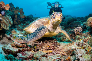 Bali/Padang Bai: Guided Scuba Diving with Lunch & Transfers