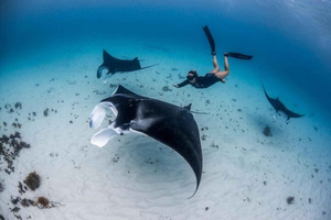 Bali: Private Snorkeling at Manta Point Nusa Penida