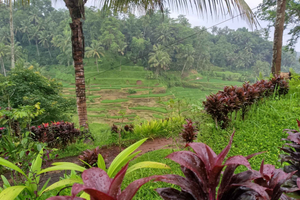 Bali: Sacred Monkey Forest, Rice Terraces & Ritual Tour
