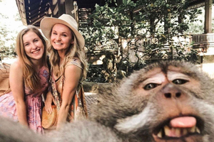 BALI :Sanctuary Monkey forest, rice terrace Water temple