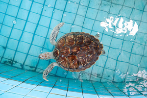 Bali: Sanur Highlights & Turtle Conservation Tour with Lunch