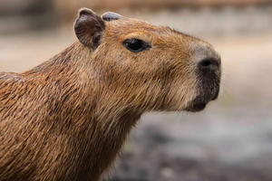 Bali Zoo: Capybara Brunch & Observation Experience