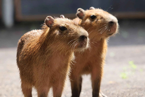 Bali Zoo: Guided Capybara Observation Experience