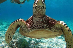 excursión de 1 día con snorkel en la Laguna Azul y cascadas