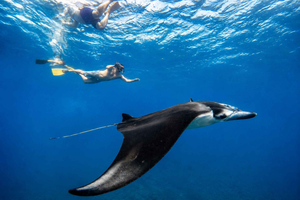 From Lembongan/Penida: Private Snorkeling Tour With Guide