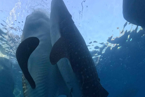 From Lombok: 2-Day Sumbawa Tour & Swim with Whale Sharks