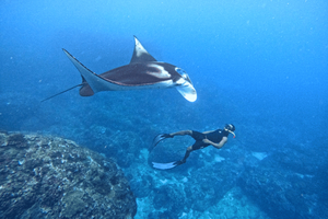 From Penida: Manta Snorkeling with Buffet Lunch and Kayaking