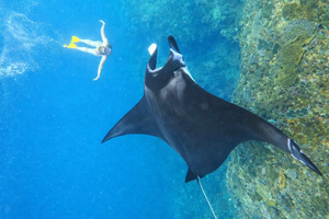 From Ubud: Guided Boat Manta Snorkeling & Kelingking Beach
