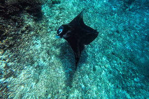 Paseo en barco privado de medio día: Manta, Turtle Point, Penga y atardecer