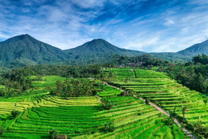 Jatiluwih (UNESCO Site) 2-Hour E-Bike Cycling Tour