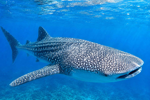 Labuan Bajo: excursión de 5 días de Komodo a Gili Trawangan con tiburones ballena