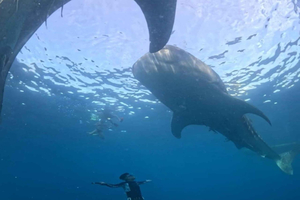 Lombok: Share a 2-Day, 1-Night Whale Shark Tour to Sumbawa