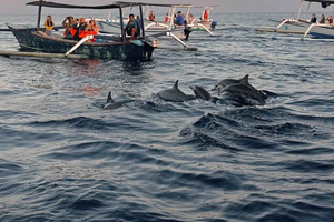 Lovina Beach Dolphin Watching & Bali Aga Village Tour