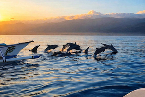 Lovina: Sunrise Dolphin Observation, Reef Snorkel & Cooking