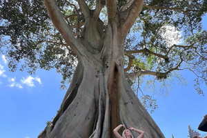 North Bali Explorer: Bayan Ancient Trees & Holy Ritual Tour