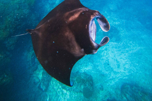 Nusa Lembongan Manta Snorkeling Trip, Mangrove & Island Tour