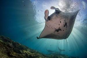 Nusa Penida Private Boat Adventure with Mantas