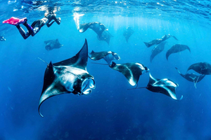 snorkel en barco privado y tour por tierra en Nusa Penida