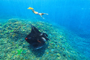Nusa Penida: nurkowanie z GoPro w 3 miejscach i wycieczka po zachodniej części wyspy