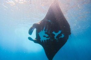 Nusa Penida Snorkeling to Manta Point & Manta Bay