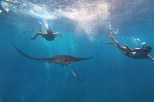 Nusa Penida: esnórquel con mantarrayas, corales y tortugas