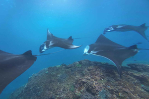 Nusa Penida: esnórquel con mantarrayas, tortugas y peces tropicales
