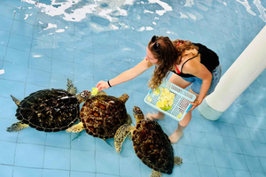 Nusa Penida: Turtle Conservation, Massive Cave Temple