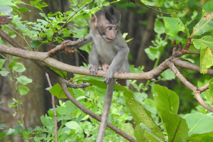 Pemuteran: Banyuwedang Mangrove Forest Boat Tour
