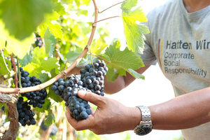 tour privato del vigneto, degustazione di vini e risaie terrazzate