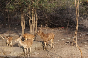 Safari tour at West Bali National Park