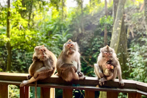 Ubud: Monkey Forest Sanctuary & Jungle Swing Tour
