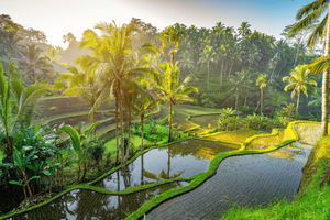 Ubud: Monkey Forest, Waterfall, and Rice Terrace Tour