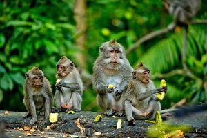 Ubud: Rice Planting, Coconut Oil Class and Waterfall