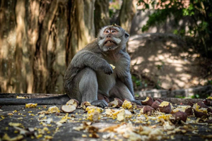 Ubud: Taras Ryżowy, Małpi Las, Wodospad Wycieczka prywatna