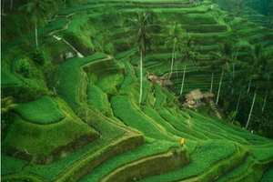 Ubud: Rice Terraces and Temple Tours