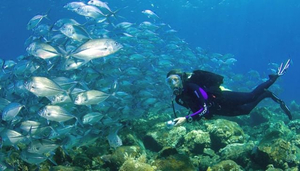 Diving in Bali Waters