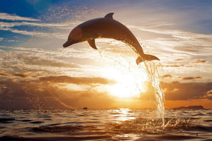 Sunrise Dolphin Snorkel, Waterfall & UNESCO Temple