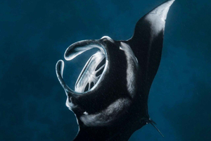 Nusa Penida: Snorkel 3 Spots w/ GoPro & Mangrove Paddle Tour