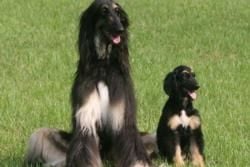 Veterinary Clinics in Bali