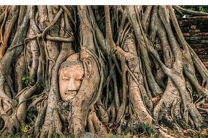 Ayutthaya Private Driver & Thai Host Day Trip