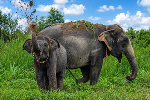 Bangkok Elephant Sanctuary Tour with Lunch & Transfers