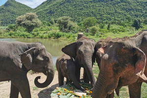 Bangkok: Elefantenes verden og Erawan-fossen i Kanchanaburi