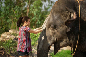 Bangkok: Pattaya Elephant Jungle Sanctuary Half-Day Tour