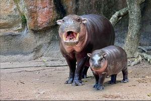 Bangkok : transfert privé pour le zoo ouvert de Khao Kaew (Moo Deng)