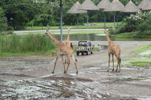 Bangkok Safari & Marine Park