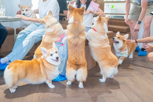 Corgi in the Garden Cafe Entry Ticket