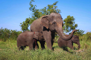 Elephant Care Experience at Bangkok Elephant Park