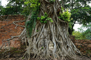 From Bangkok - Ayutthaya & Khao Yai National Park Day Trip