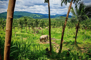 From Bangkok: Living Green Elephant Sanctuary Day Trip