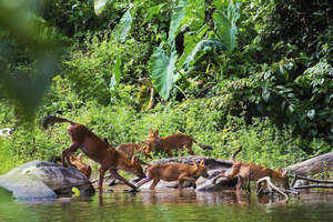 Fra Privat dagstur til Khao Yai og vildt-safari